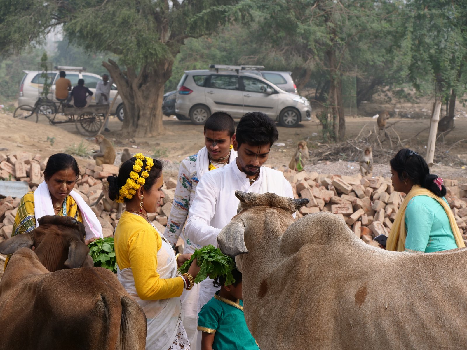  196 Gopashtami Radha kunda Govardhan 19.11.04